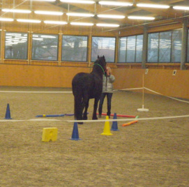 equine learning